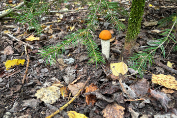 Amazing edible Leccinum rufum mushroom also known as orange birch bolete
