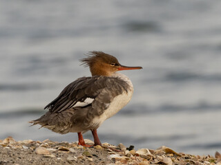 A female type Red-breasted Merganser standing up on the beach