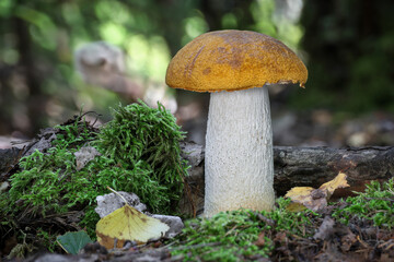 Amazing edible Leccinum rufum mushroom also known as orange birch bolete in autumn forest