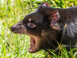 Portrait of a Tasmanian Devil with open mouth