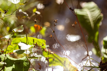 Serenity of Autumn Trees with Blooming Plants