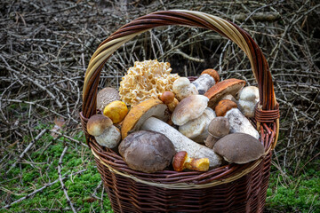 Various types of fresh edible mushrooms in wicker basket