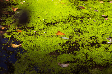 Serenity of Autumn Trees with Blooming Plants