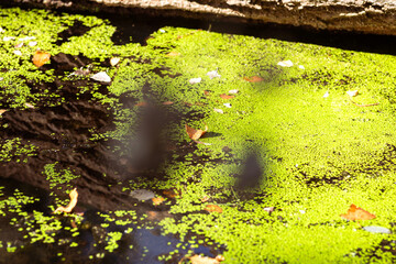 Serenity of Autumn Trees with Blooming Plants