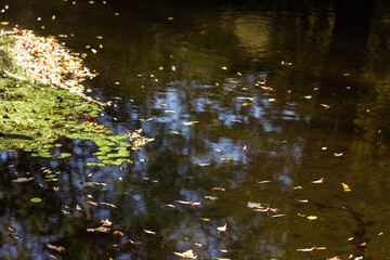 Serenity of Autumn Trees with Blooming Plants