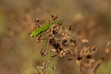 ants in the forest