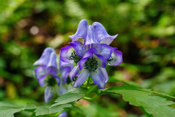Monkshood in Bloom