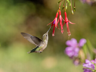 A Ruby-throated Hummingbird in flight and approaching the flowers of a colorful fuschia plant to feed