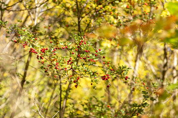 yellow autumn leaves