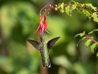 A dorsal view of a young Ruby-throated Hummingbird feeding at the flower of a colorful fuschia plant