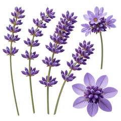 Lovely lavender flowers for natural beauty products and elegant design