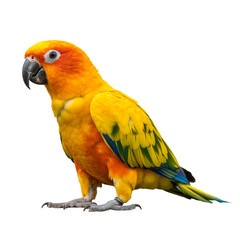Bright sun conure parrot perched, vibrant feathers and captivating gaze