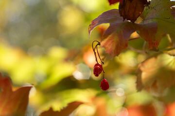Peaceful Woodland Landscape with Autumn Flora