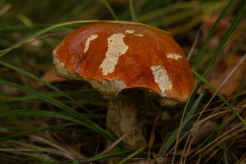mushroom in the forest