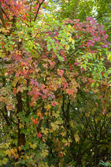 red maple leaves