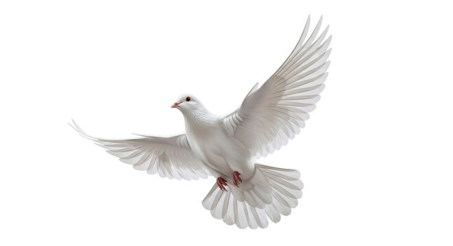 Isolated dove flying, elegant white bird in flight with full wingspan, gentle soaring, serene