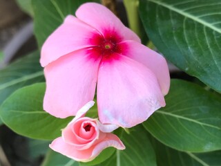Pink Catharanthus Roseus Flower Close-Up – Madagascar Periwinkle in Bloom. small pink flower blossom.