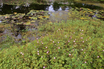 Sensitive Plant (Mimosa pudica) and Water Lilies at a Pond
