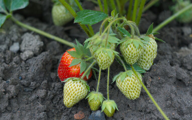 A bunch of strawberries grew in the middle.