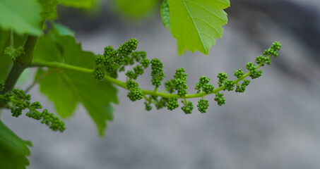 Small, unripe green grapes hang from a vine