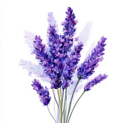 Obraz premium Vintage Lavender Bouquet in Watercolor: A Fragrant Wildflower Illustration on White Background