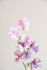 Fototapeta premium 二色のスイートピー