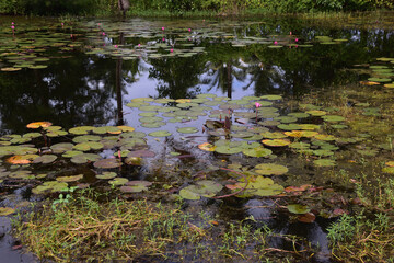 Pink Water Lilies and Lily Pads Floating on a Dark Pond in a Lush, Green Forest
