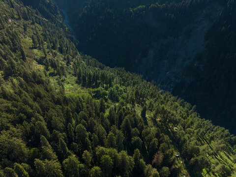 Aerial view of a dense forest blanketing the rugged terrain, where sunlight casts long shadows, creating a tapestry of light and dark, Sethan, Himachal Pradesh, India.