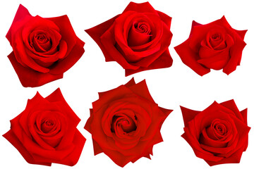 Six scarlet roses with layered petals, creating striking natural textures.Photo with clipping path.