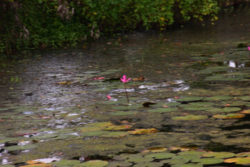 Pink Water Lilies and Lily Pads Floating on a Dark Pond in a Lush, Green Forest