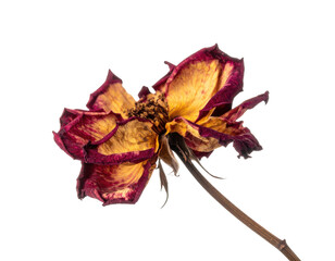 Faded rose, muted colors, wilted petals,  dark background