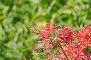 秋の花　水辺に咲く彼岸花02