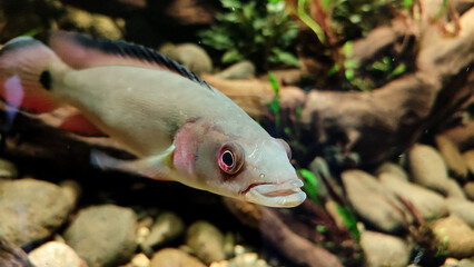 Crenicichla or pike cichlid fish swim gracefully in its aquarium habitat decorated with rocks and...