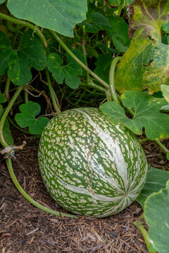 Cucurbita ficifolia fig-leaf gourd growing in garden soil&mdash;organic farming, seasonal produce, natural food concept.