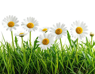 White daisies in a grassy border