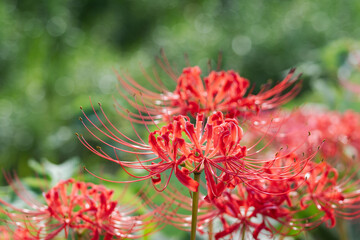 秋の花　水辺に咲く彼岸花11
