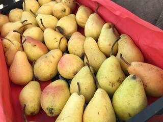 Fresh Yellow Pears in a Market Box. Autumn Harvest Fruit. Pyrus communis isolated.