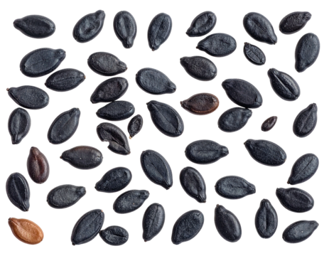 Dark, oblong seeds scattered across a black background