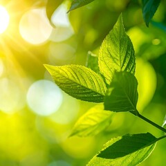 Lush green leaves bathed in sunlight (1)
