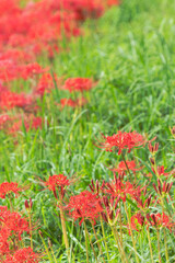 秋の花　田んぼに咲く彼岸花28
