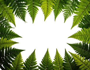 Green fern leaves frame a black center