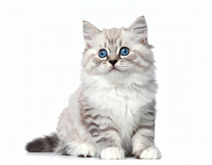 Playful gray tabby cat captured in sharp detail, fluffy and charming.