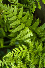 Hypolepis punctata.
It is a southern fern that grows in low mountain forests or in slightly humid, sunny grasslands.