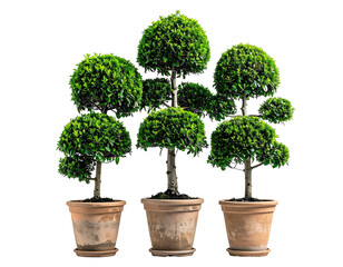 Three topiary trees in terracotta pots against a black background. Lush, rounded green foliage