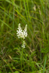Murut. Two leaves come out in spring and autumn, and the flowers bloom between July and September and are pale pink or white.