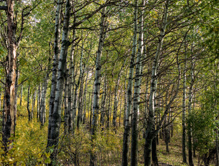 Obraz premium autumn in the woods