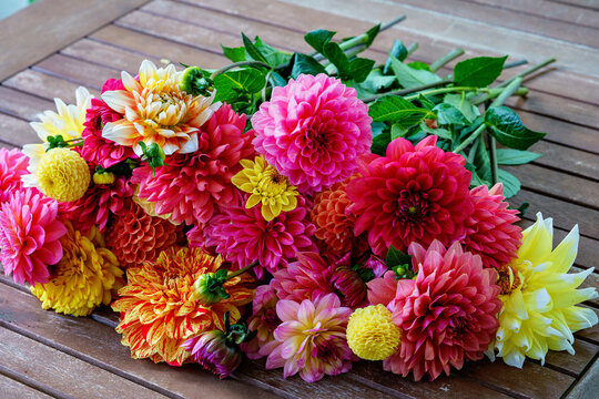 Different pink, orange and yellow Dahlia flowers. Colorful dahlia garden flowers, wallpaper backdrop. Blossoming dalias bloom