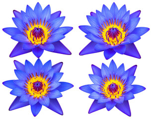 Four vibrant, blue water lilies, in a grid pattern.  Each bloom features a deep indigo-blue exterior with a golden-yellow center