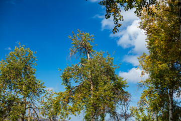 green leaves against blue sky