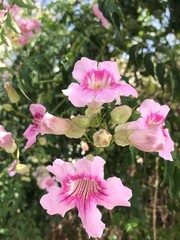 Close-Up of Beautiful Pink Trumpet Vine Flowers in Bloom on a Sunny Day. Podranea ricasoliana isolated. Pink flower in full blossom close up.
